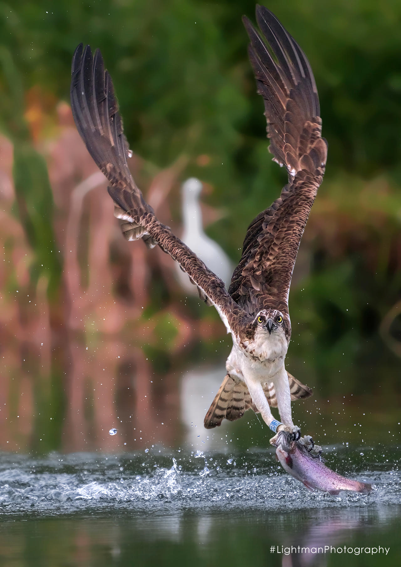 Osprey Catching Fish by LightmanPhotography on DeviantArt