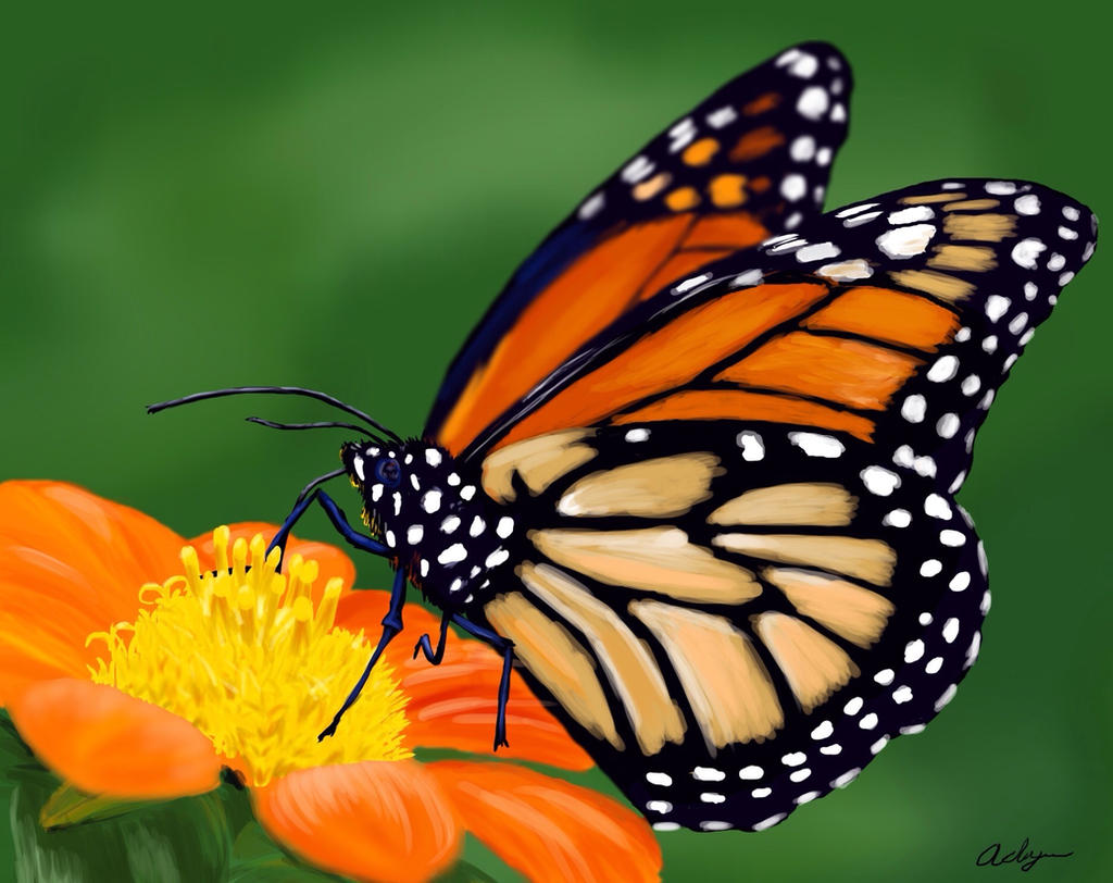 Monarch butterfly 