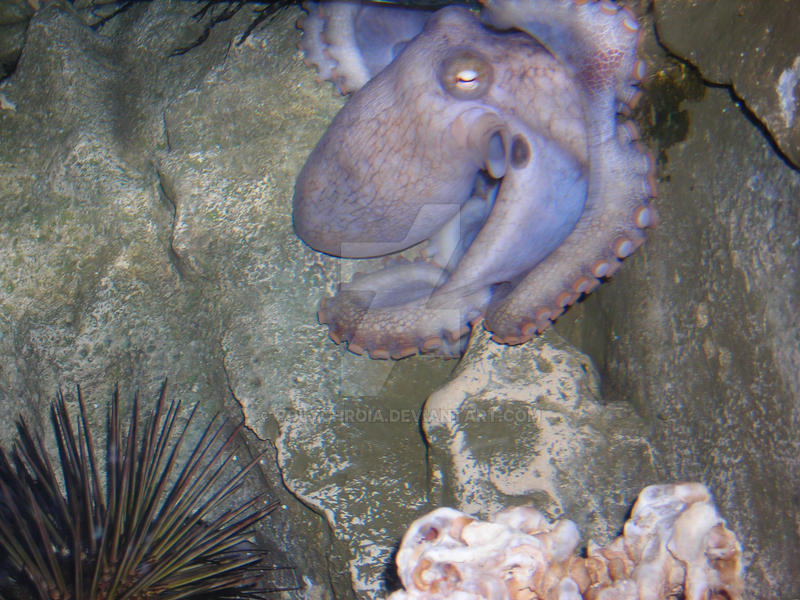 octopus