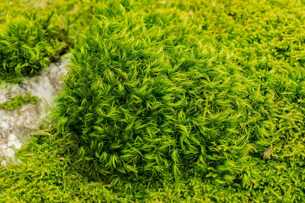 Hairy moss