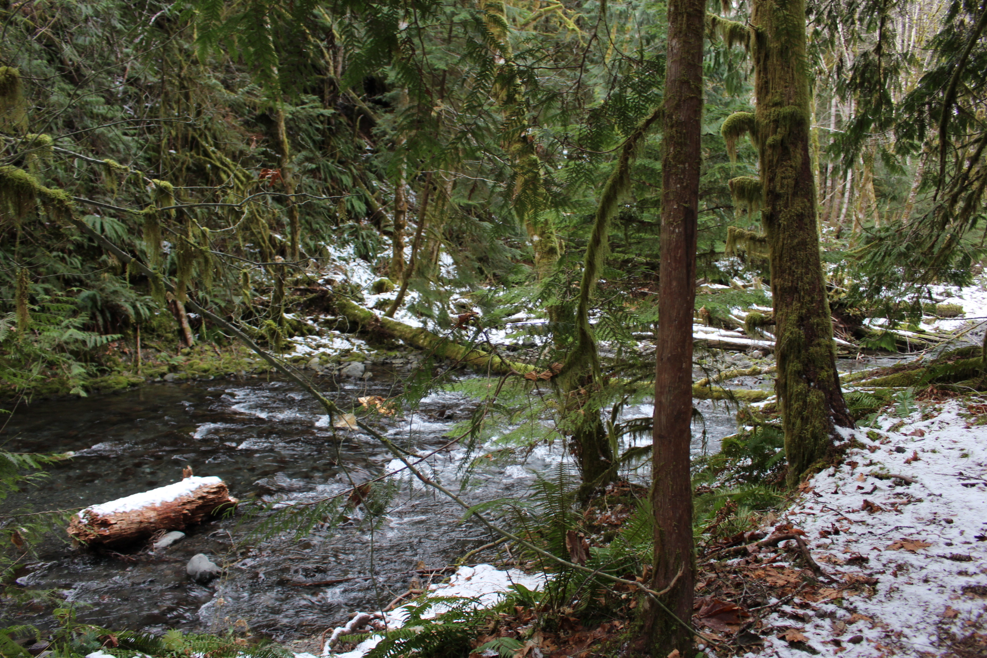 winter forest creek stock