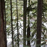 Snow Through the Trees Stock