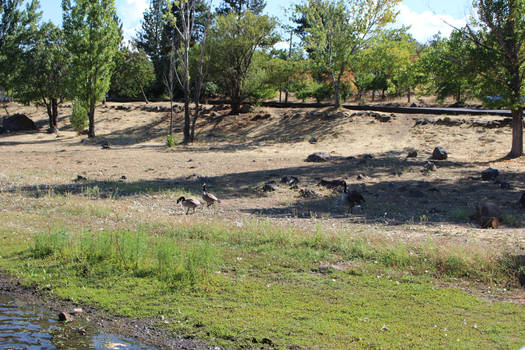 geese goose lake stock swampy cali pond river bank