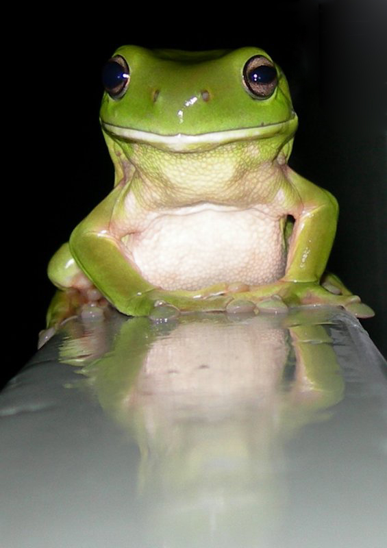 Posing Frog