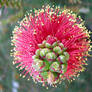 Bottlebrush