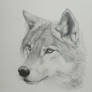 Wolf Drawing.