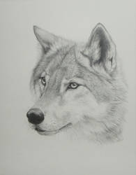 Wolf Drawing.