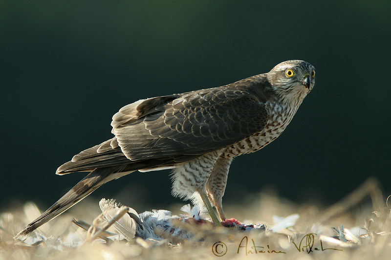 Sparrowhawk