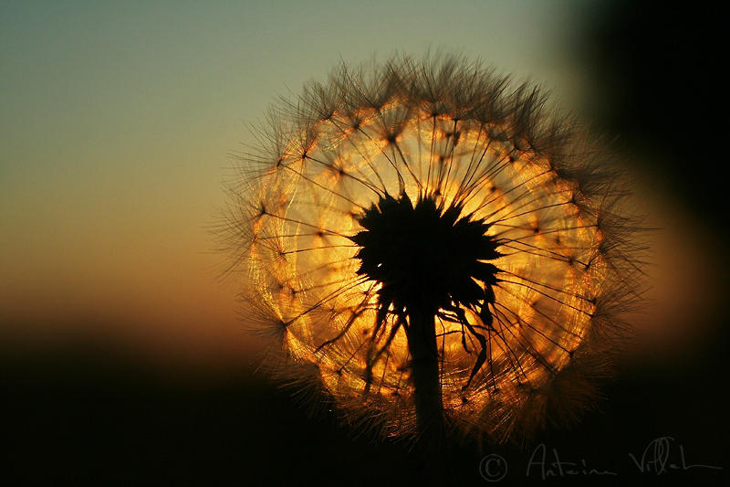 Burning dandelion by Fresnay on DeviantArt