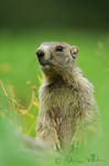 Little marmot by Fresnay