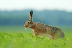 Run, hare, run by Fresnay