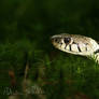 Lighten grass snake