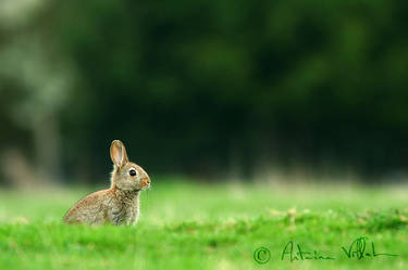 Young wild rabbit