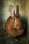 Rabbit portrait by Fresnay