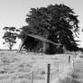 dilapidated shed