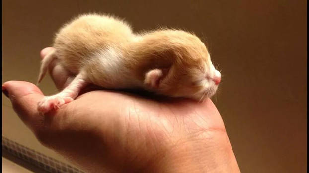 Baby Kitten Held in Hands