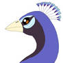 Peacock Drawing Practice