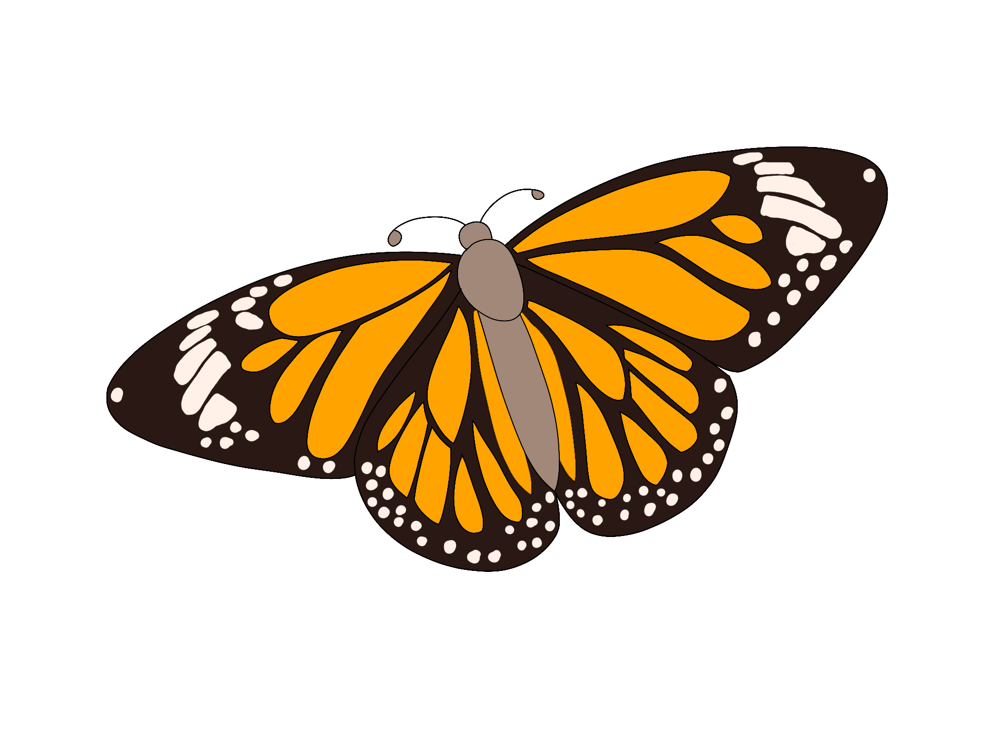 Monarch Butterfly Drawing Practice