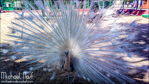 White Peacock I