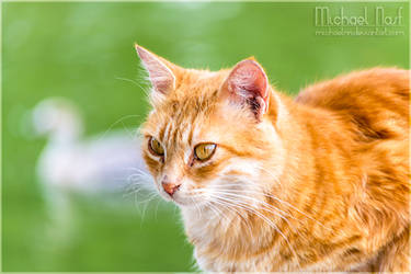 Orange Cat III