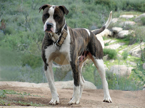 Alapaha Blue Blood Bulldog - Buster