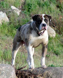 Alapaha Blue Blood Bulldog - VanFurth