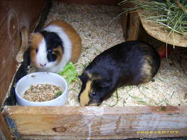 My guinea pigs