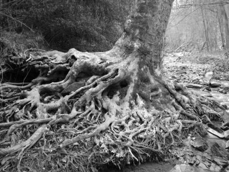 Tree in Black and White