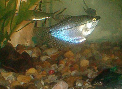 Mosaic Gourami Shimer