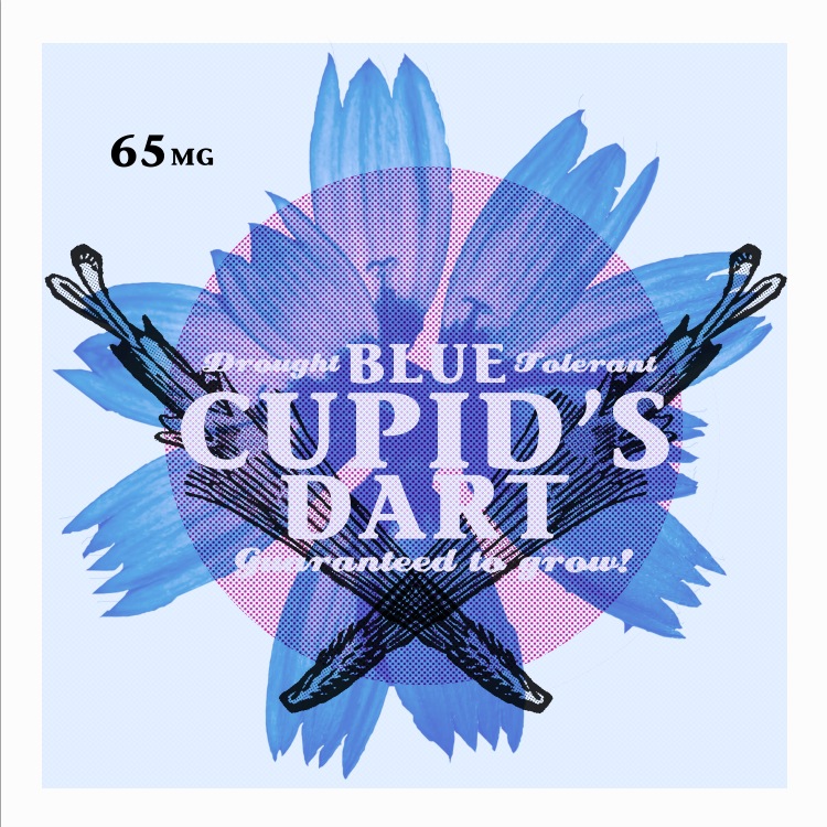 Blue Cupid's Dart