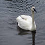 Swan 4