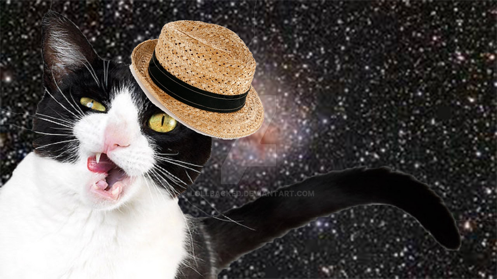 cat in a hat wallpaper by LOLLBACKED on DeviantArt
