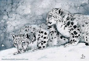 Snow Leopard Kittens