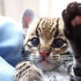 Baby Ocelot