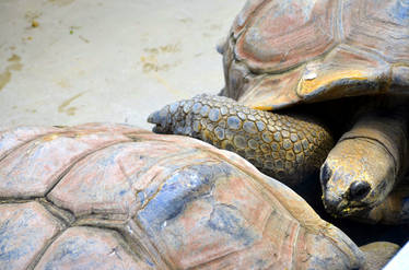 Turtles - Bro , DO i have something on my mouth ??