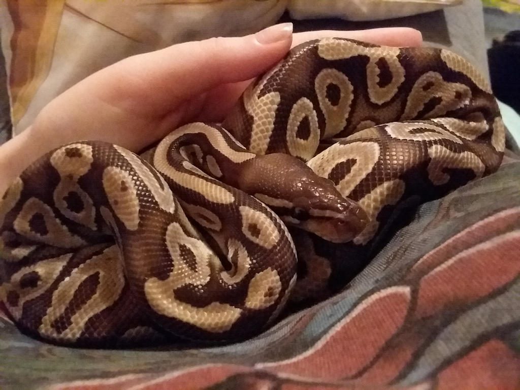 Snake snuggles