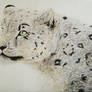 Snow Leopard