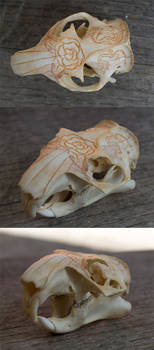 Woodchuck Skull Carving