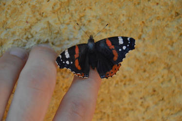 Vanessa atalanta