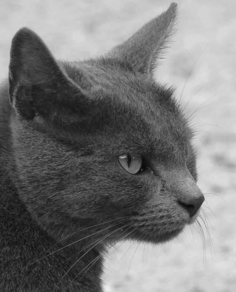 Chat Gris En Noir Et Blanc By Chadhalen On Deviantart Chat Gris En Noir Et Blanc By Chadhalen On Deviantart
