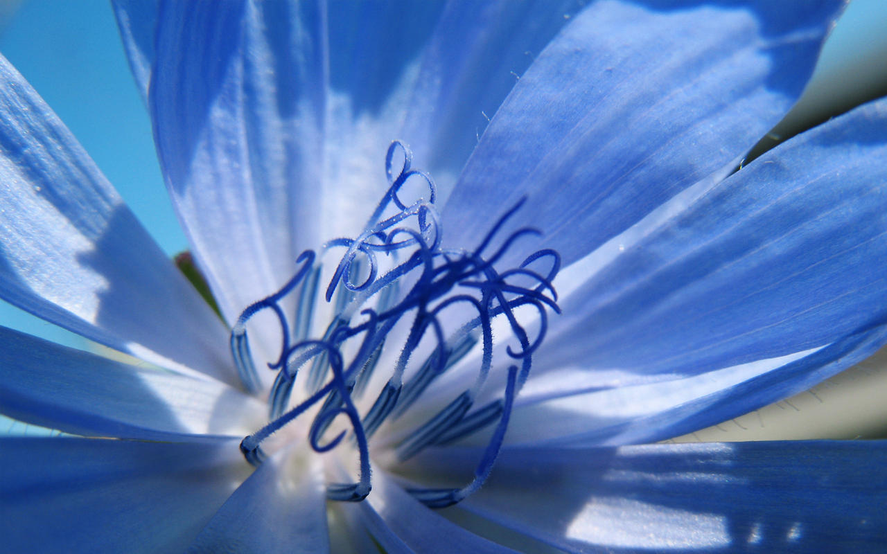 Chicory Wallpaper