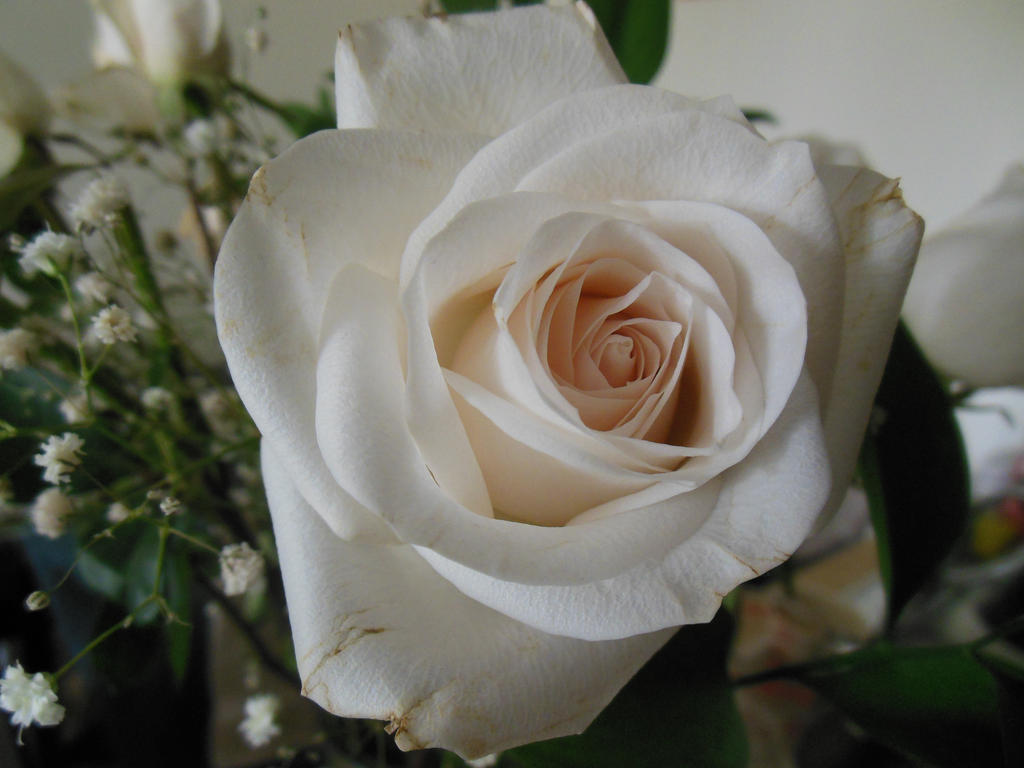 Some Random Rose by SuperKaner on DeviantArt