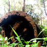 Hollow log