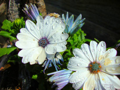 daisies with waterdrops