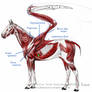 Pegasus Physiology 2