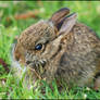 Baby Bunny Ball