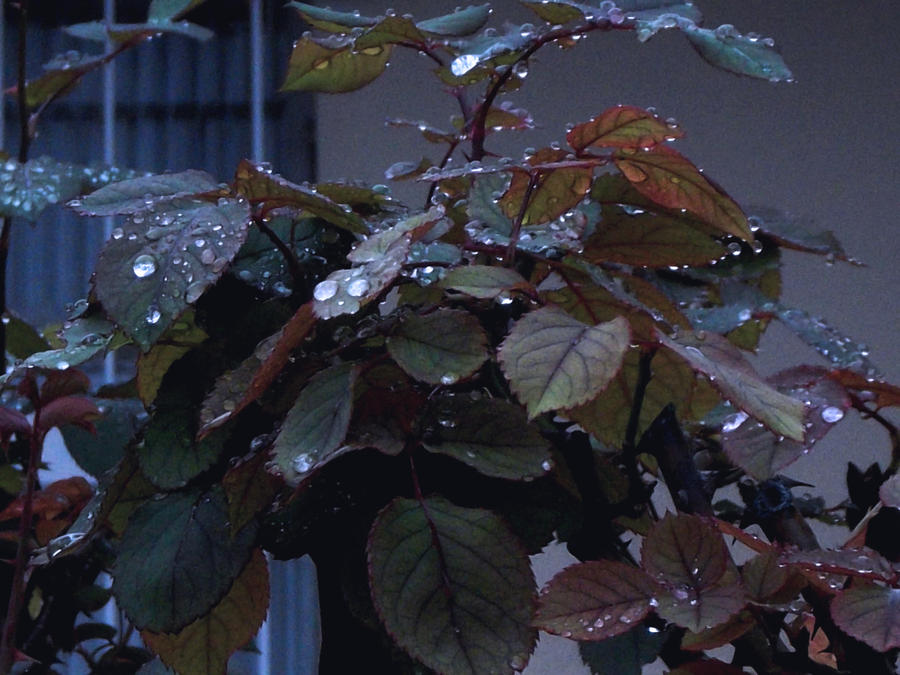 Flowers after the rain