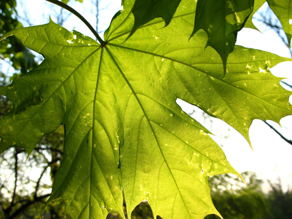 Frunza by danmatrix on DeviantArt