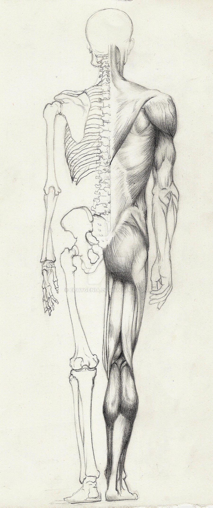 Bones and Muscles - back