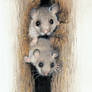 A couple of glis glis - edible dormouse